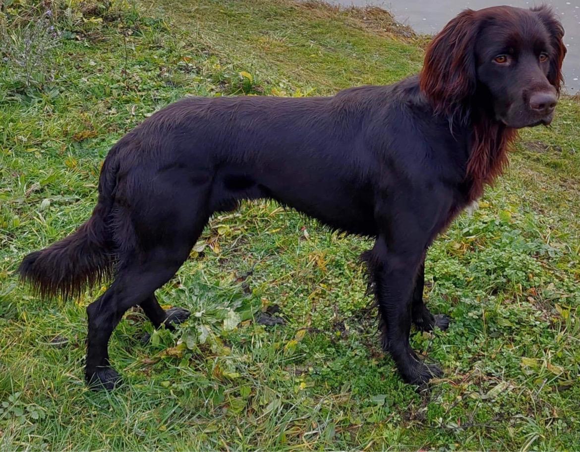 Kyen z Budišovské doliny